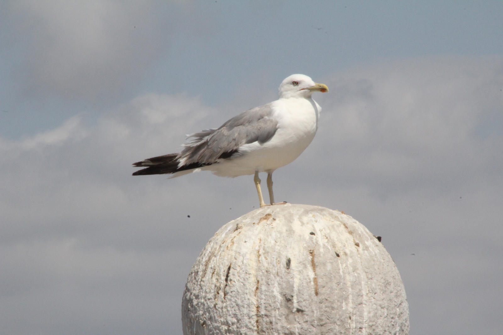 Seagull