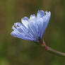 Chicory flower