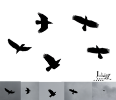 Crows silhouettes