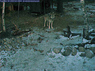 Wolf Cam - Snow Standing