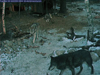 Wolf Cam - Small Gathering