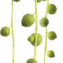 flower png