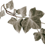 leaves png