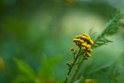 green and yellow II