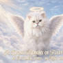 Fluffy Angel (In Loving Memory of Fluffy)