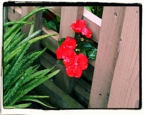 Flowers in a fence