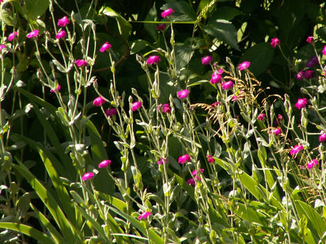 Pink flowers