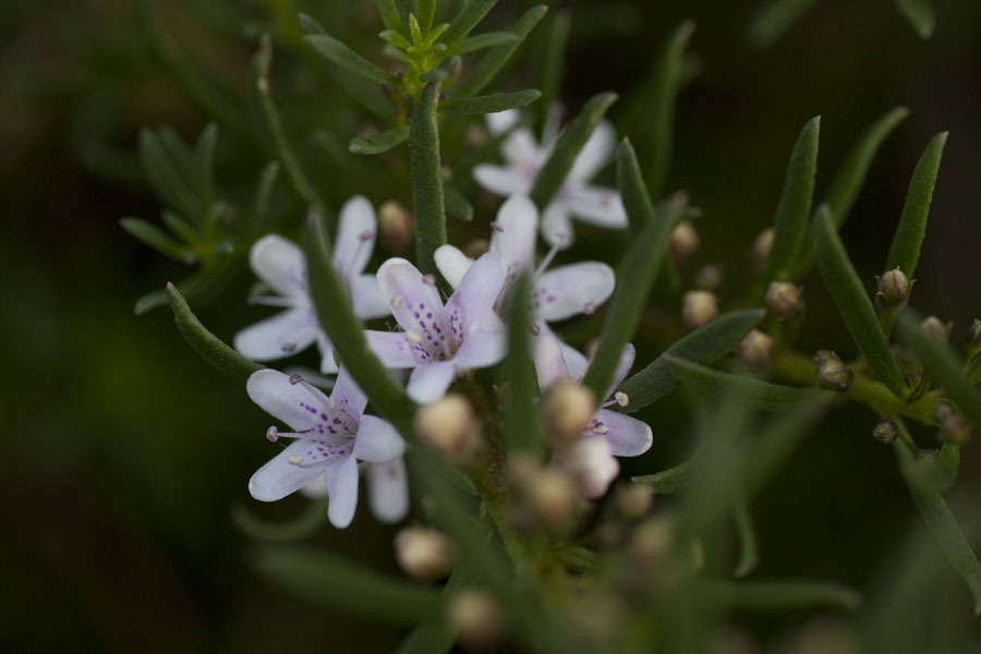 yet more itty bitty flowers