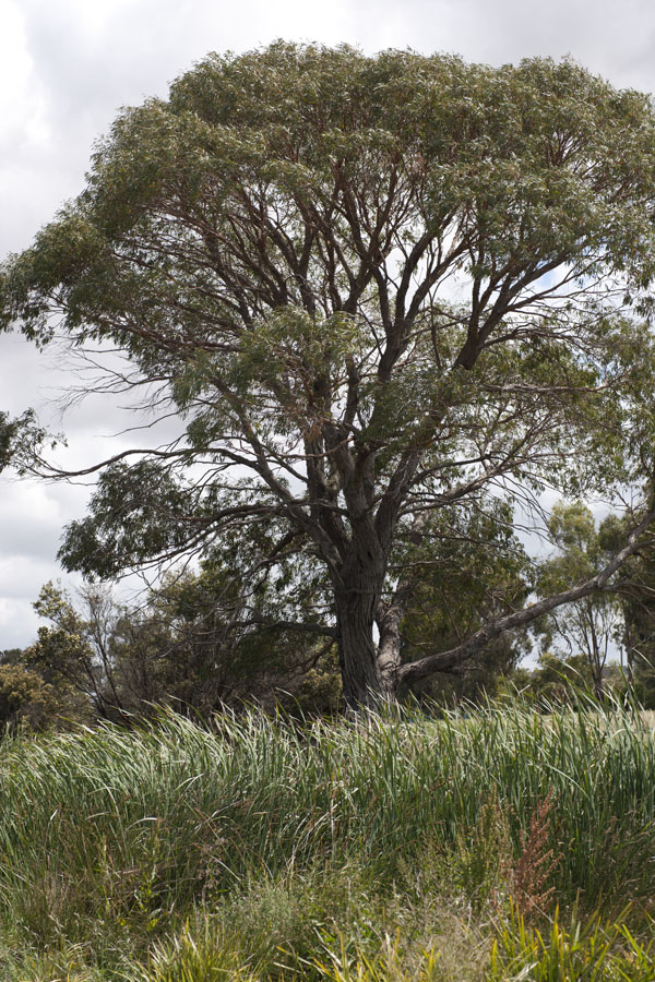 storm tree