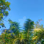 Blue sky Morning view in the forest 