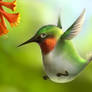 Chubby humming bird