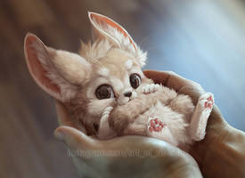 A handful of fennec