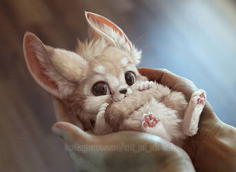 A handful of fennec