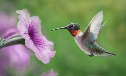 Hummingbird (Colors 3D)