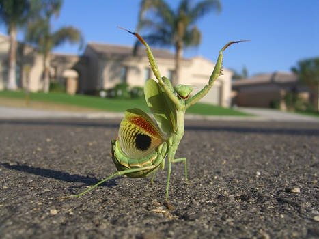 Mantis religiosa