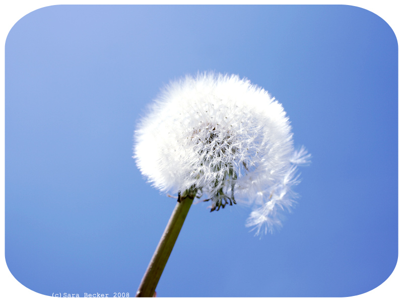 Pusteblume