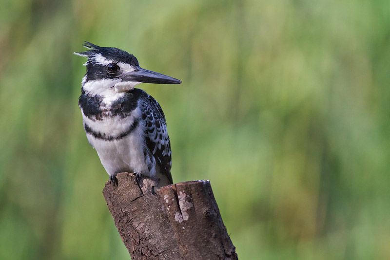 Pied Kingfisher