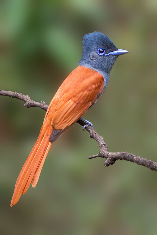 Paradise Flycatcher