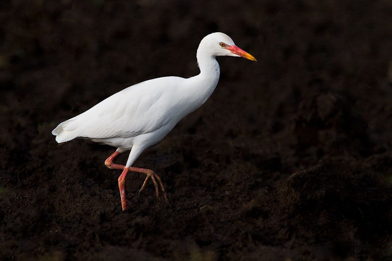 Great White Egret