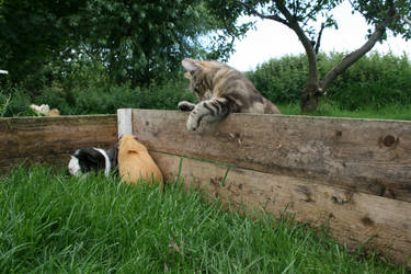 Cat and pigs