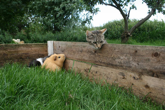 Cat and pigs