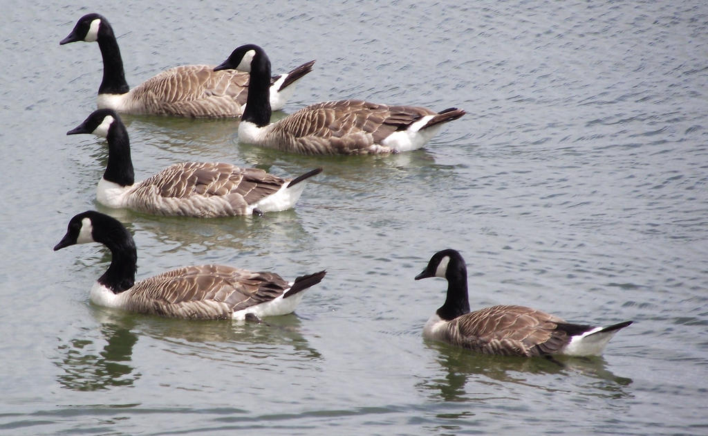 Goose Racers Racing Geese. by solarplasma42 on DeviantArt