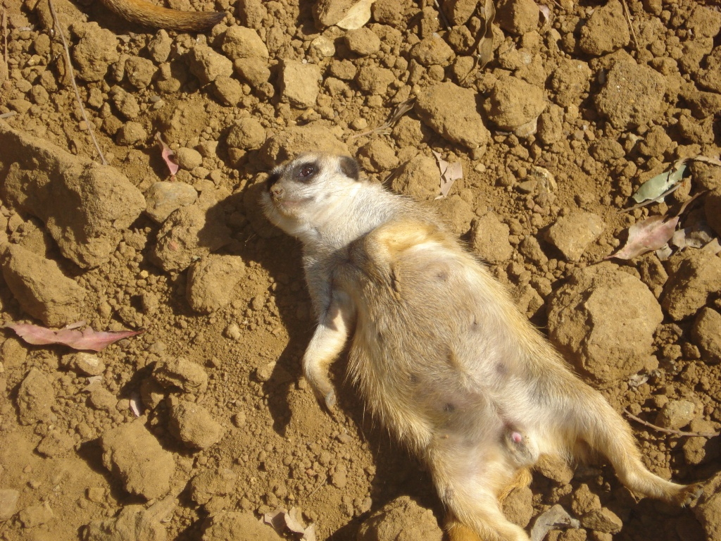 Pervert Meerkat