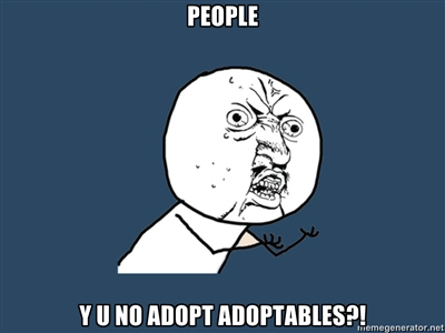 Y U NO ADOPT