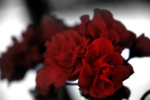 Red Rose