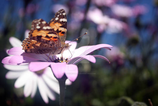 Painted lady ? 1.