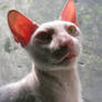 My cat Dan (Don Sphynx)