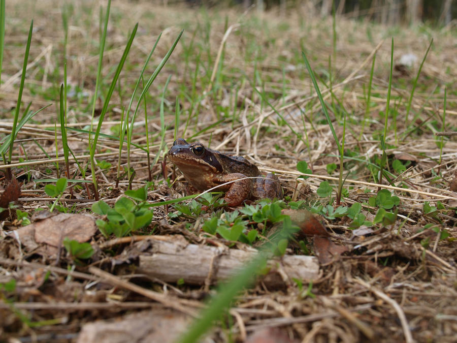 Mister Toad 2 by rokyo92 on DeviantArt
