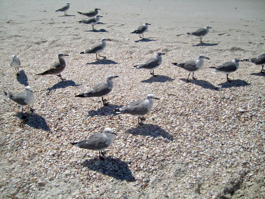 sea gulls 2