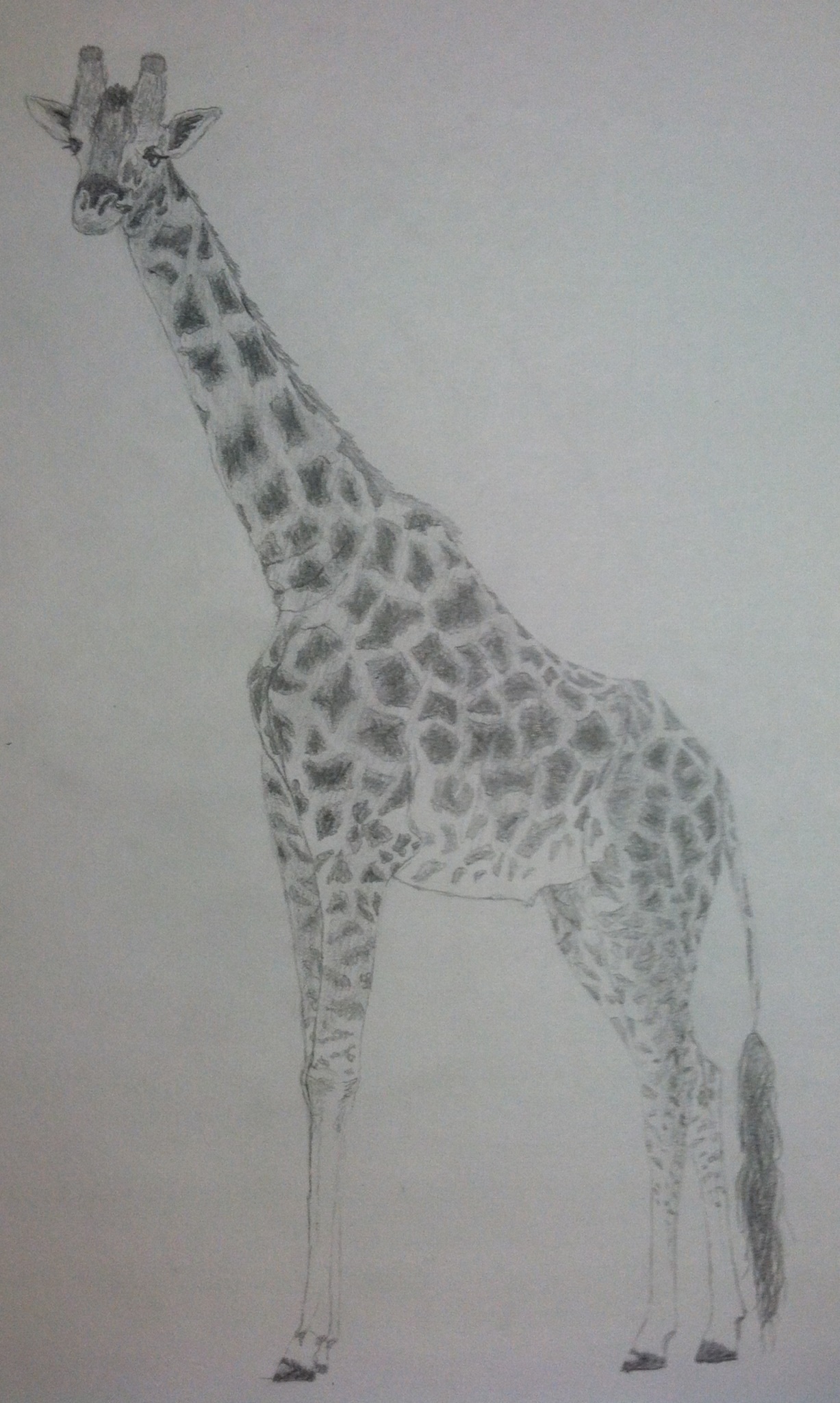 how to draw a real giraffe step by step