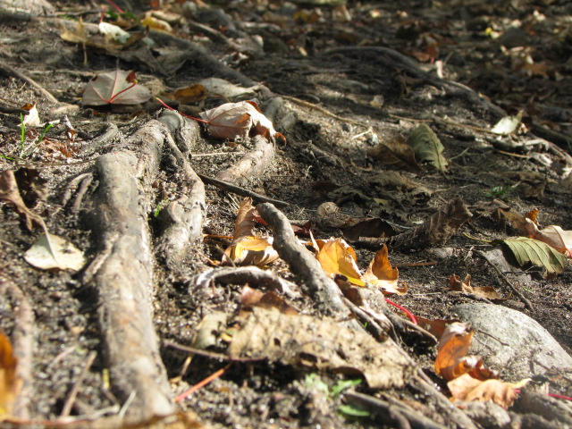 Fall Ground by Sinder on DeviantArt