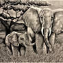 Elephants