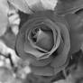 Gray Rose