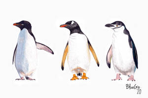 Adelie, Chinstrap and Gentoo