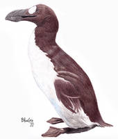 Pinguinus impennis