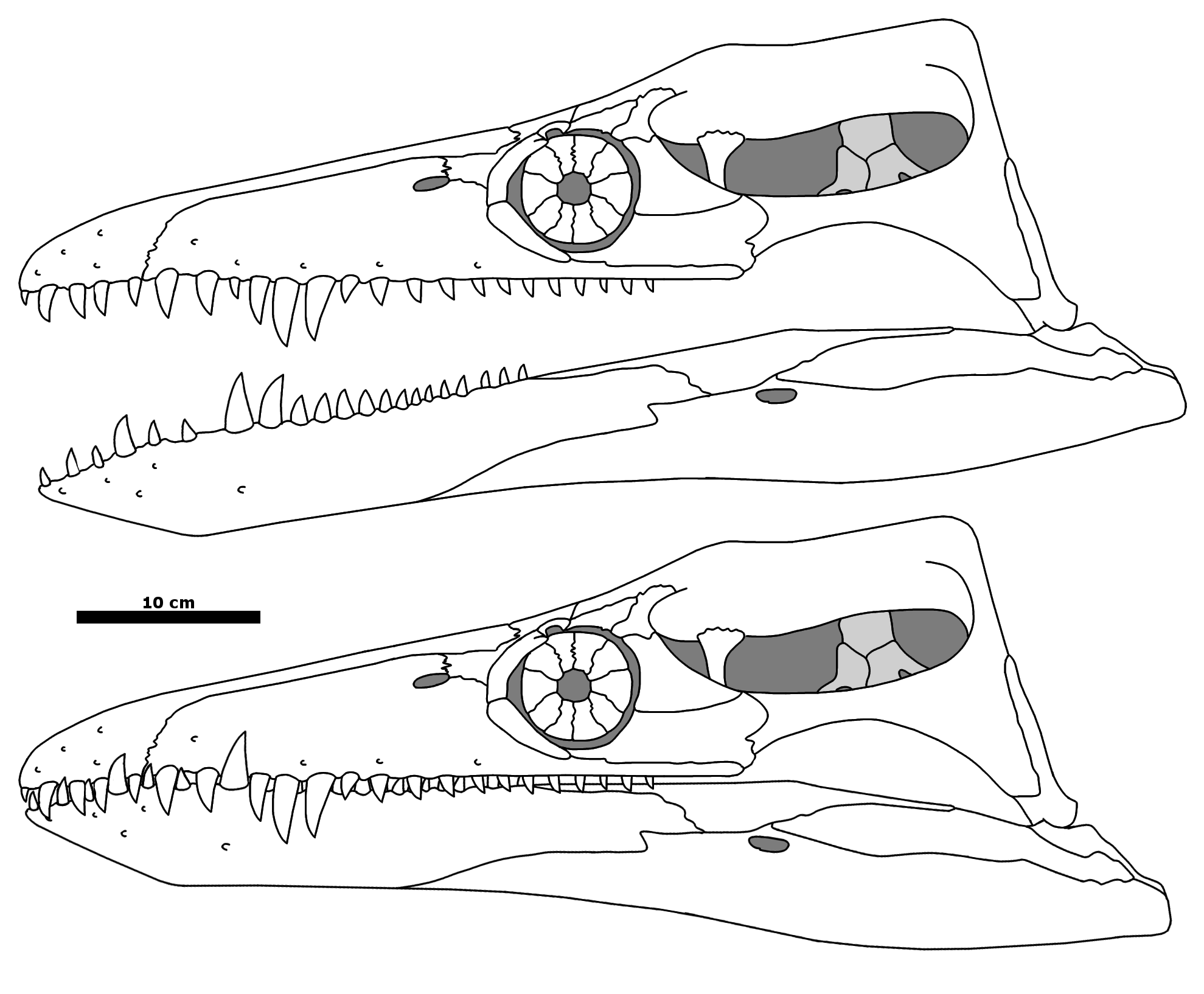 Deinosuchus hatcheri multiview skeletal by Fadeno on DeviantArt