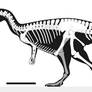Baryonyx walkeri - skeletal
