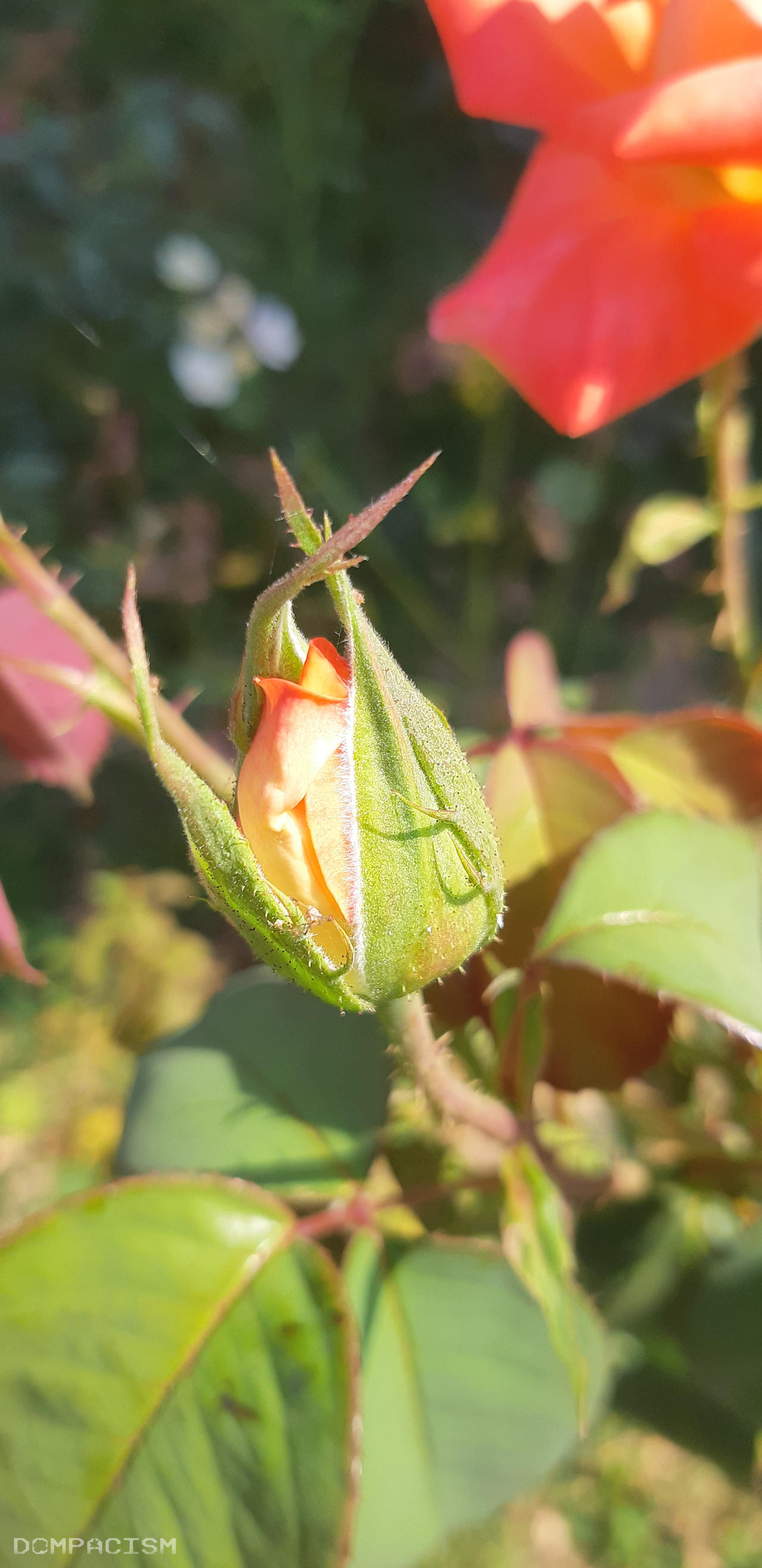 Rosebud Android Wallpaper By Dompacism On Deviantart Rosebud Android Wallpaper By Dompacism On Deviantart