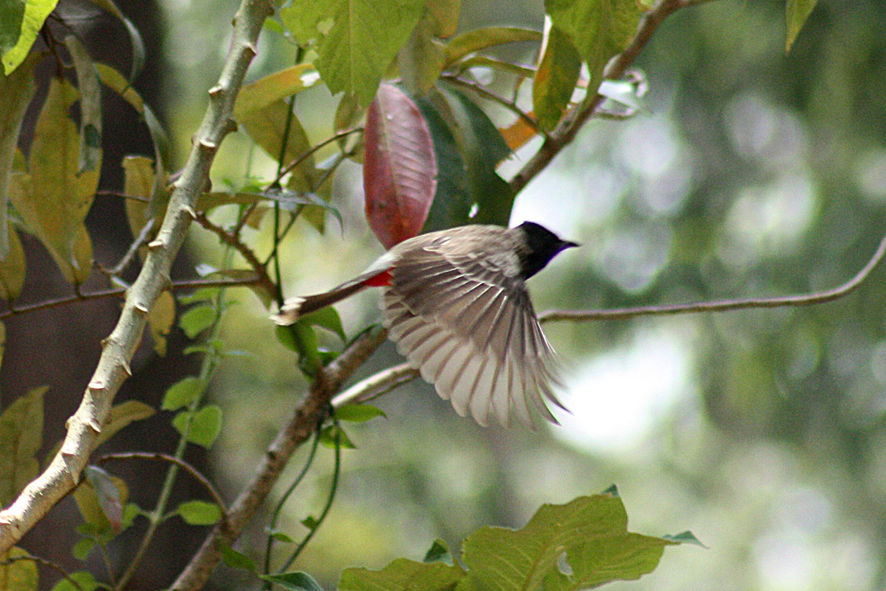 Bird's flight