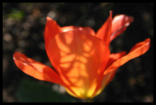 Glowing Flower