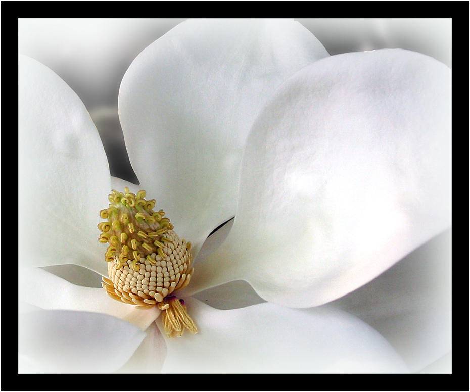 The scent of magnolia