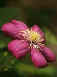 Clematis 2 by Vampirbiene