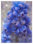 Blue grapes by Vampirbiene