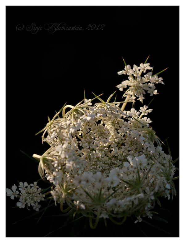 Evening carrot