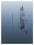 Reflections by Vampirbiene