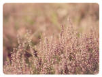 Autumn heather by Vampirbiene